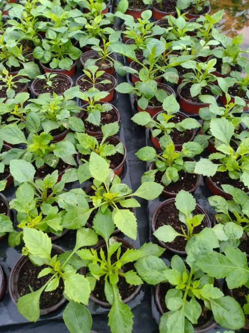 小丽花种子多年生观赏草花种子阳台盆栽庭院绿化春秋季易种花