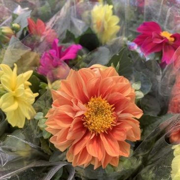 小丽花种子多年生观赏草花种子阳台盆栽庭院绿化春秋季易种花