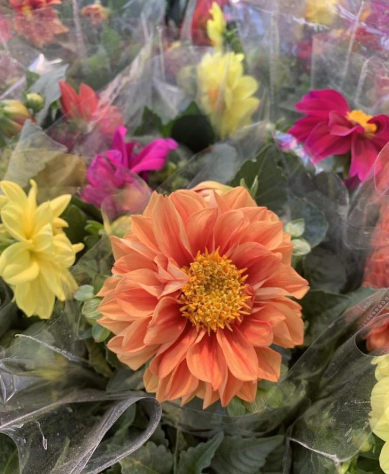 小丽花种子多年生观赏草花种子阳台盆栽庭院绿化春秋季易种花