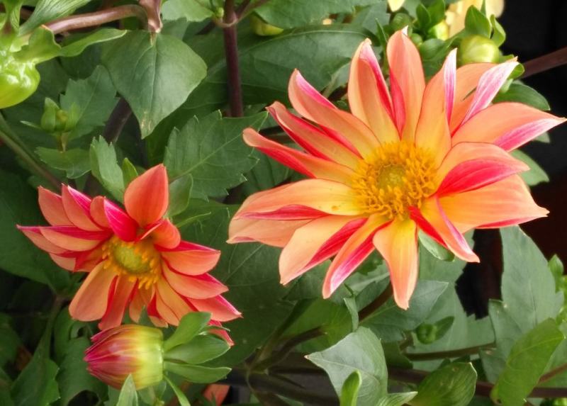 小丽花种子多年生观赏草花种子阳台盆栽庭院绿化春秋季易种花