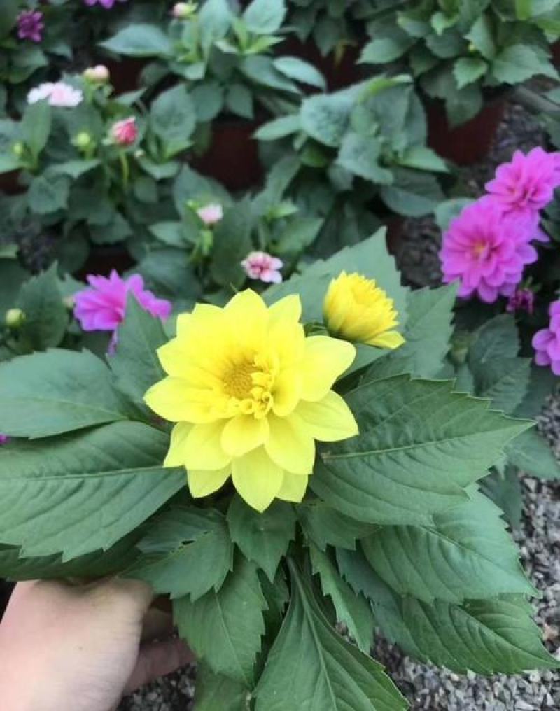 小丽花种子多年生观赏草花种子阳台盆栽庭院绿化春秋季易种花