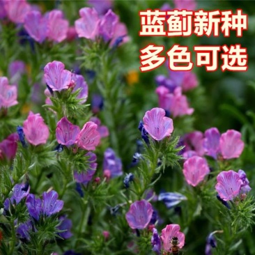 蓝蓟种子花海种子阳台庭院花草种籽蓝蓟花种子四季可播