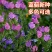 蓝蓟种子花海种子阳台庭院花草种籽蓝蓟花种子四季可播
