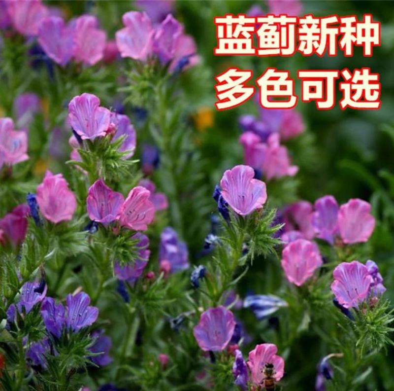 蓝蓟种子花海种子阳台庭院花草种籽蓝蓟花种子四季可播