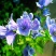 蓝蓟种子花海种子阳台庭院花草种籽蓝蓟花种子四季可播