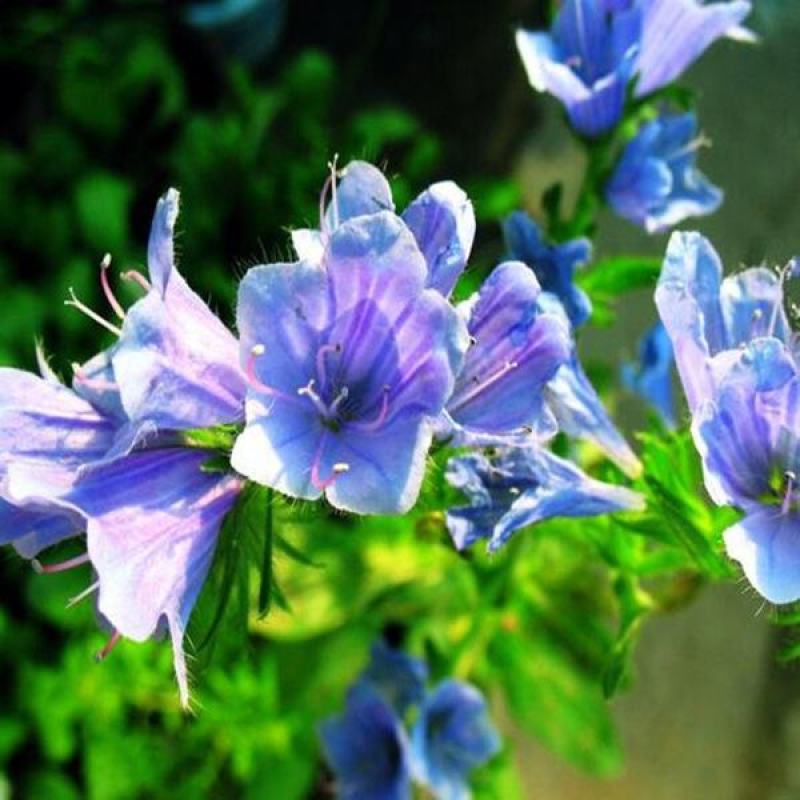 蓝蓟种子花海种子阳台庭院花草种籽蓝蓟花种子四季可播