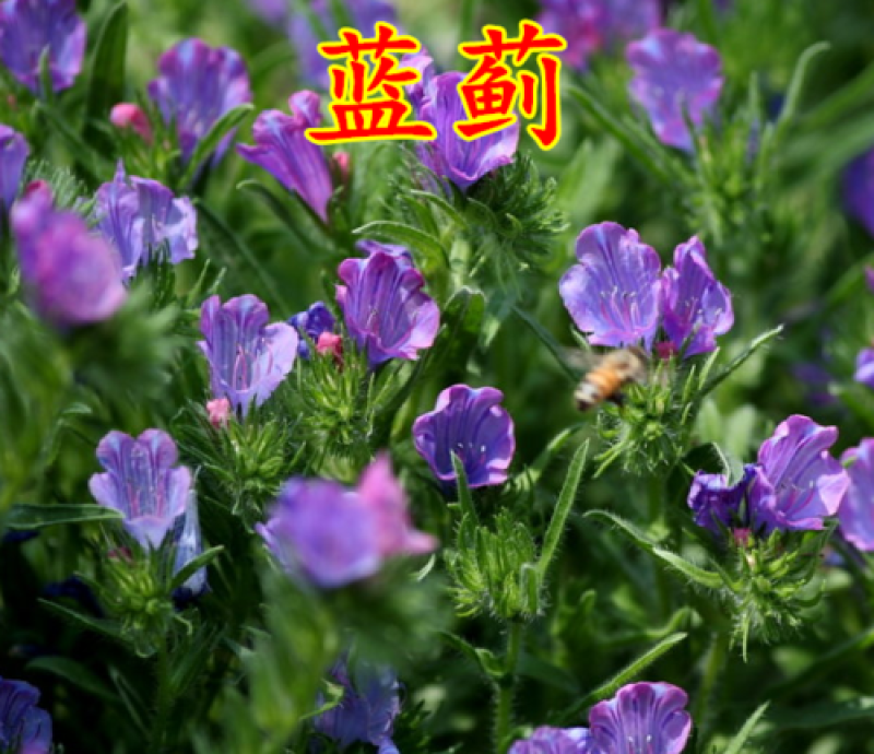 蓝蓟种子花海种子阳台庭院花草种籽蓝蓟花种子四季可播