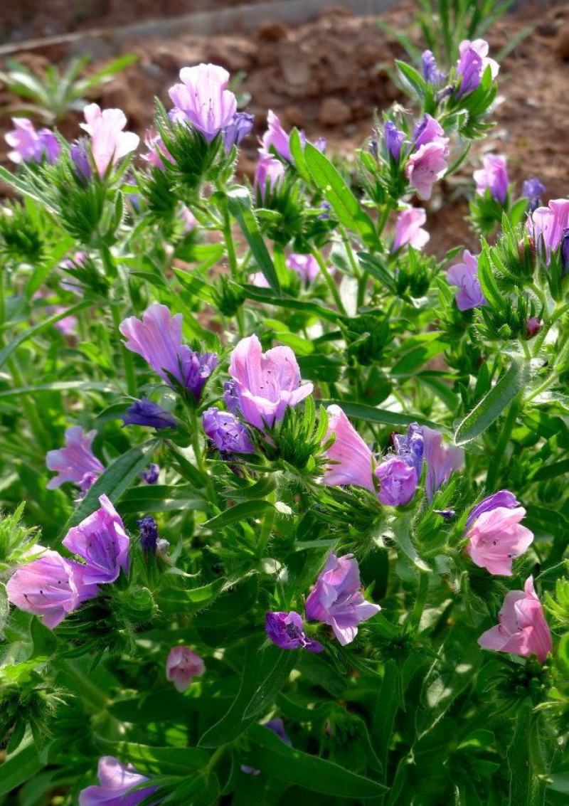蓝蓟种子花海种子阳台庭院花草种籽蓝蓟花种子四季可播