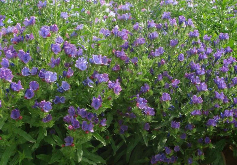 蓝蓟种子花海种子阳台庭院花草种籽蓝蓟花种子四季可播
