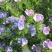 蓝蓟种子花海种子阳台庭院花草种籽蓝蓟花种子四季可播