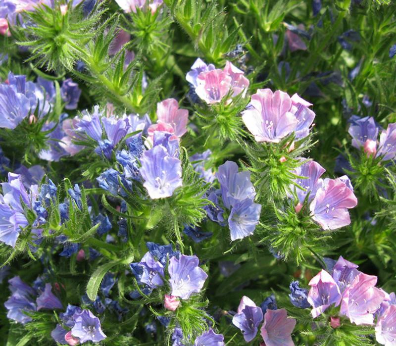 蓝蓟种子花海种子阳台庭院花草种籽蓝蓟花种子四季可播