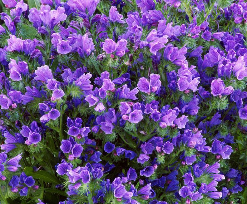 蓝蓟种子花海种子阳台庭院花草种籽蓝蓟花种子四季可播