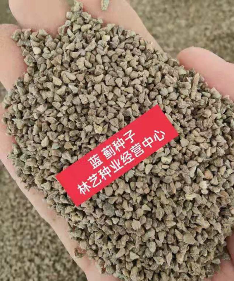 蓝蓟种子花海种子阳台庭院花草种籽蓝蓟花种子四季可播
