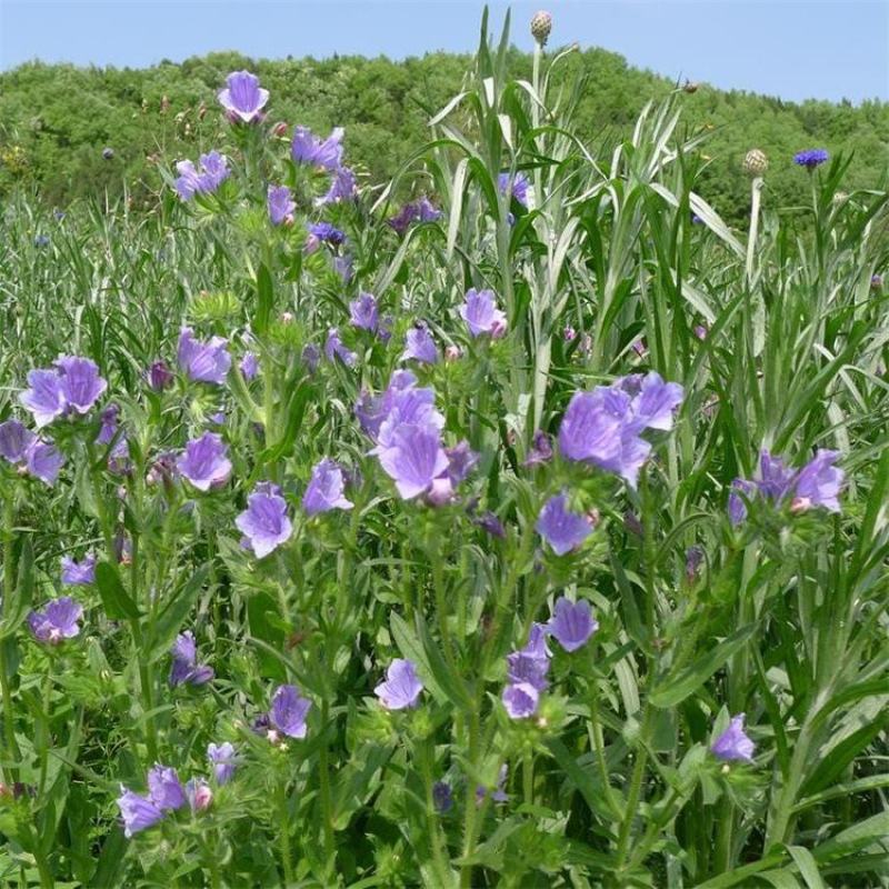 蓝蓟种子花海种子阳台庭院花草种籽蓝蓟花种子四季可播