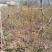 蟠枣树苗保证纯度基地发货现挖现发保湿邮寄包邮