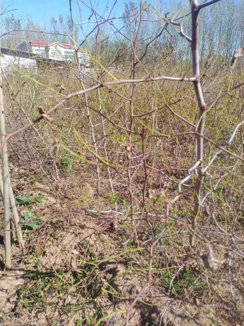 蟠枣树苗保证纯度基地发货现挖现发保湿邮寄包邮