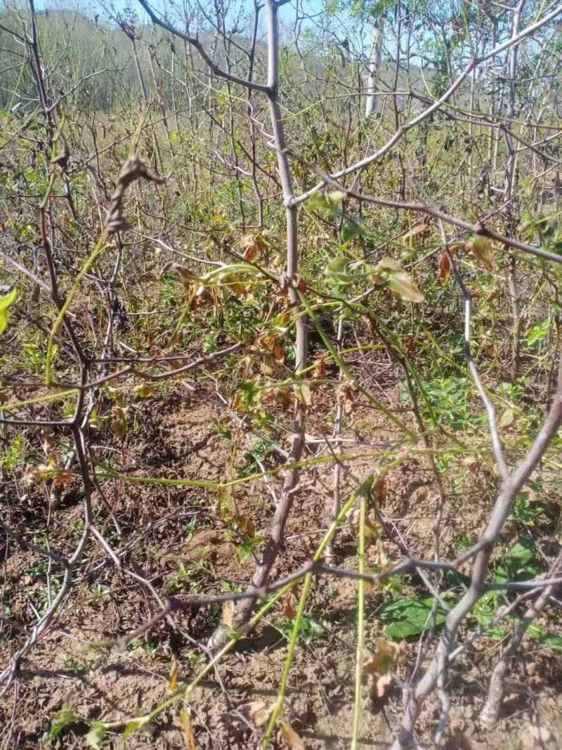 蟠枣树苗保证纯度基地发货现挖现发保湿邮寄包邮