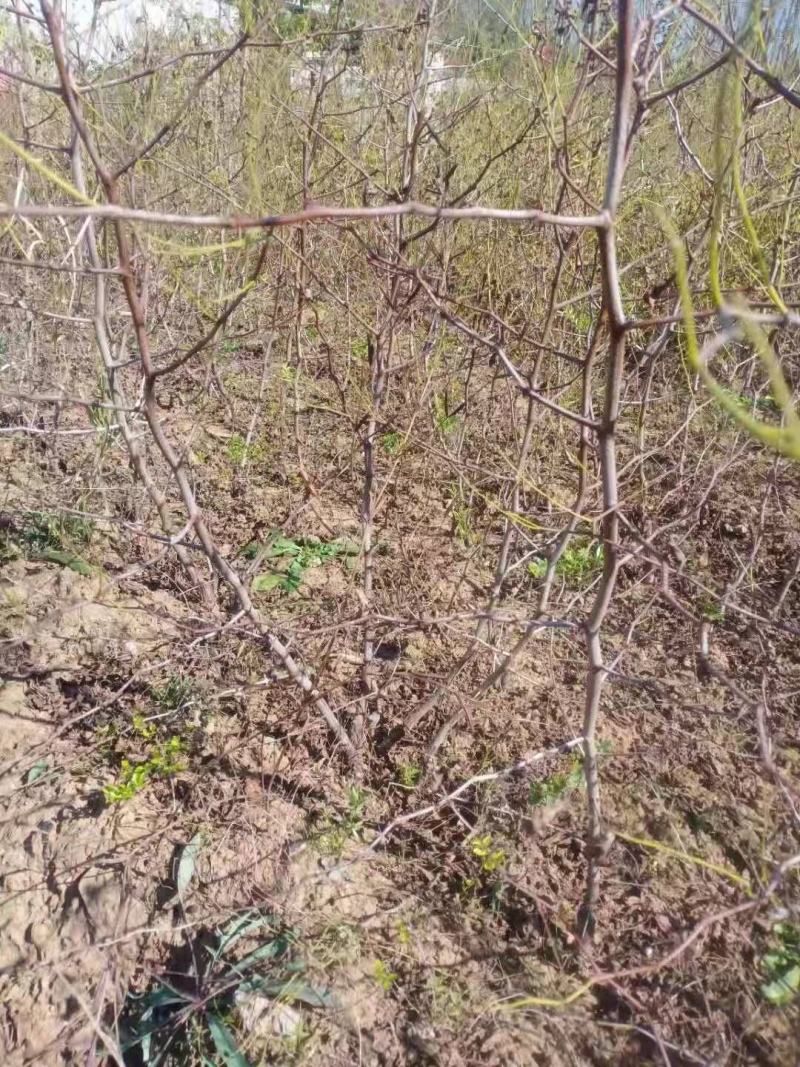 蟠枣树苗保证纯度基地发货现挖现发保湿邮寄包邮