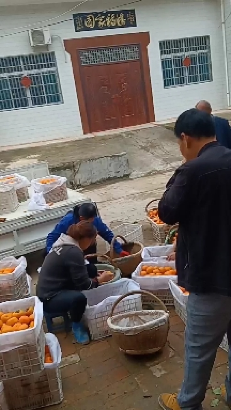 陕西阳丰甜柿，脆甜可囗，色泽艳丽，体内无核，量大从优
