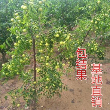 占地树苗枣树苗金丝枣树苗软枣子苗冬枣苗现挖现发基地直销苗