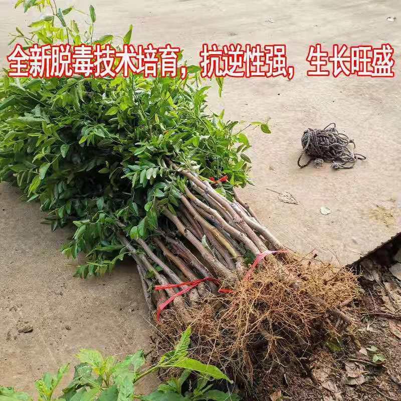 占地树苗枣树苗金丝枣树苗软枣子苗冬枣苗现挖现发基地直销苗