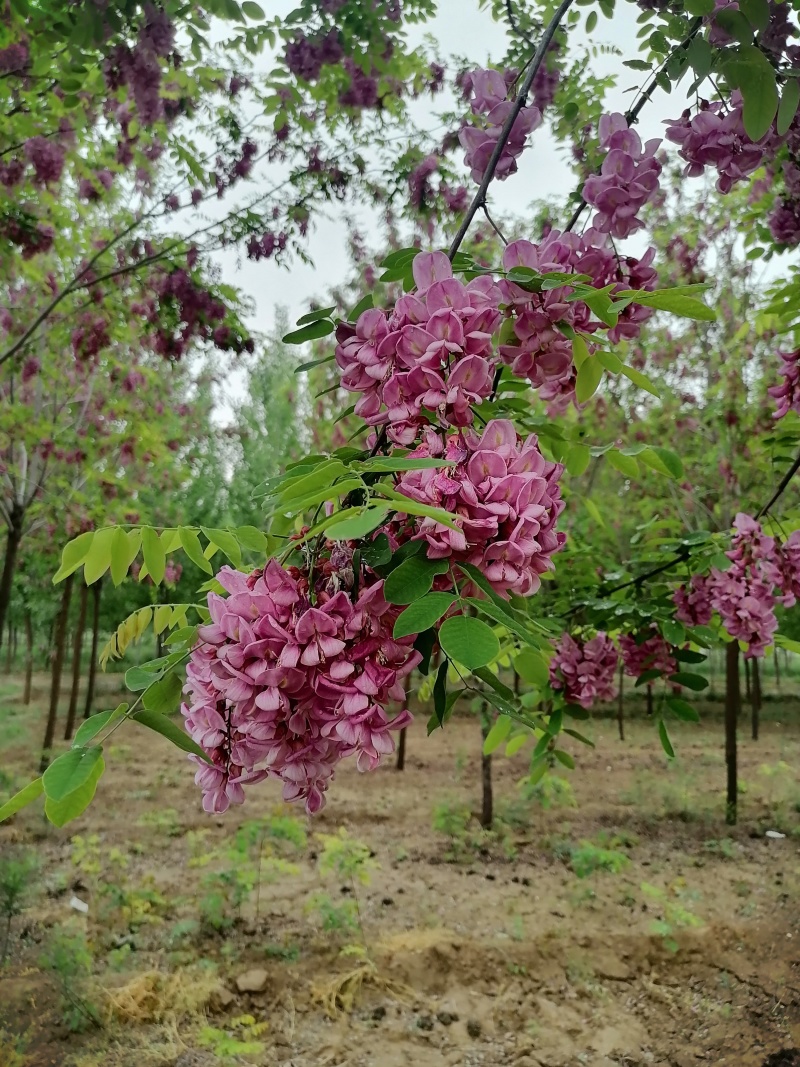 香花槐，金叶复叶槭，国槐，千头椿，白蜡，法桐等绿化苗木