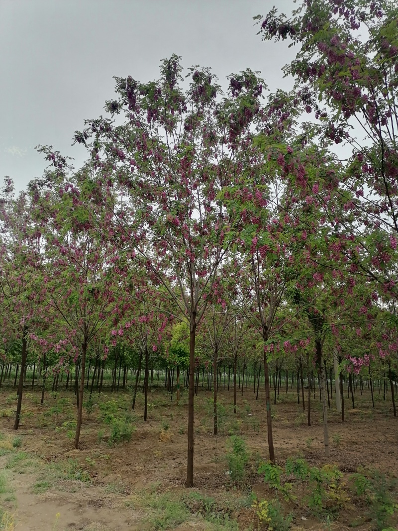 香花槐，金叶复叶槭，国槐，千头椿，白蜡，法桐等绿化苗木