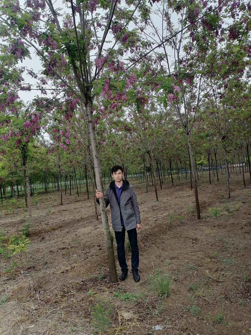 香花槐，金叶复叶槭，国槐，千头椿，白蜡，法桐等绿化苗木
