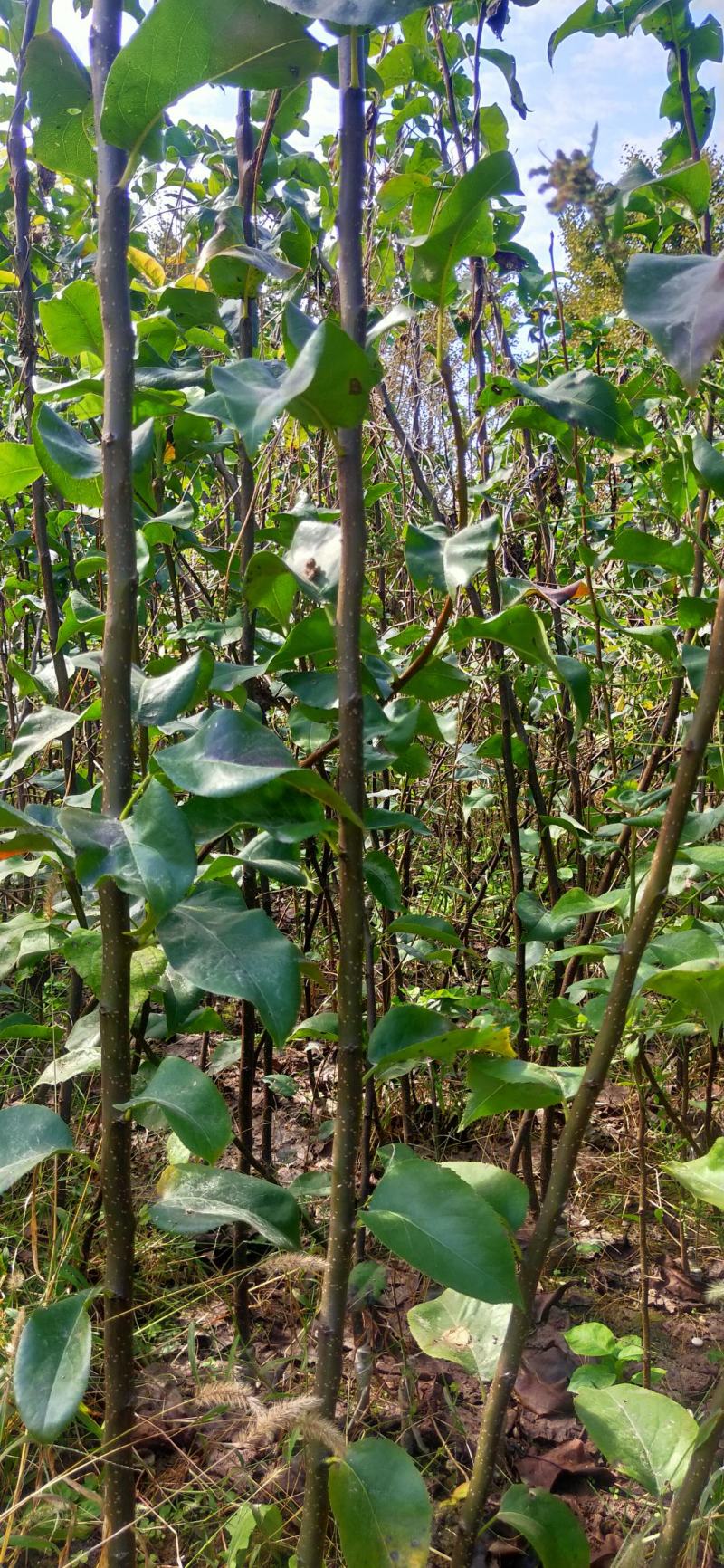 秋月梨树苗砀山梨苗安徽梨苗秋月梨苗地栽盆栽
