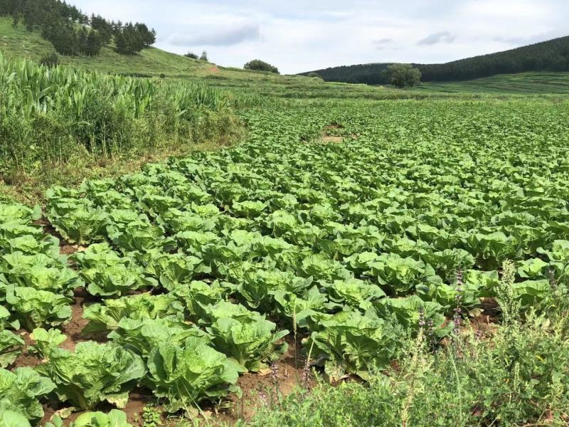 黄心白菜大白菜全国代发产地直销