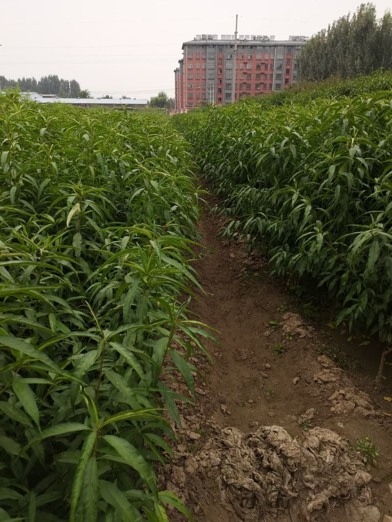 早熟油蟠桃树苗早熟个大耐储存基地发货现挖现发保湿邮寄