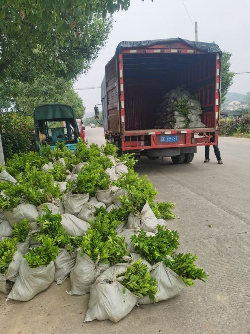 供应海桐球七里香球绿化苗木常绿灌木海桐小苗基地直销