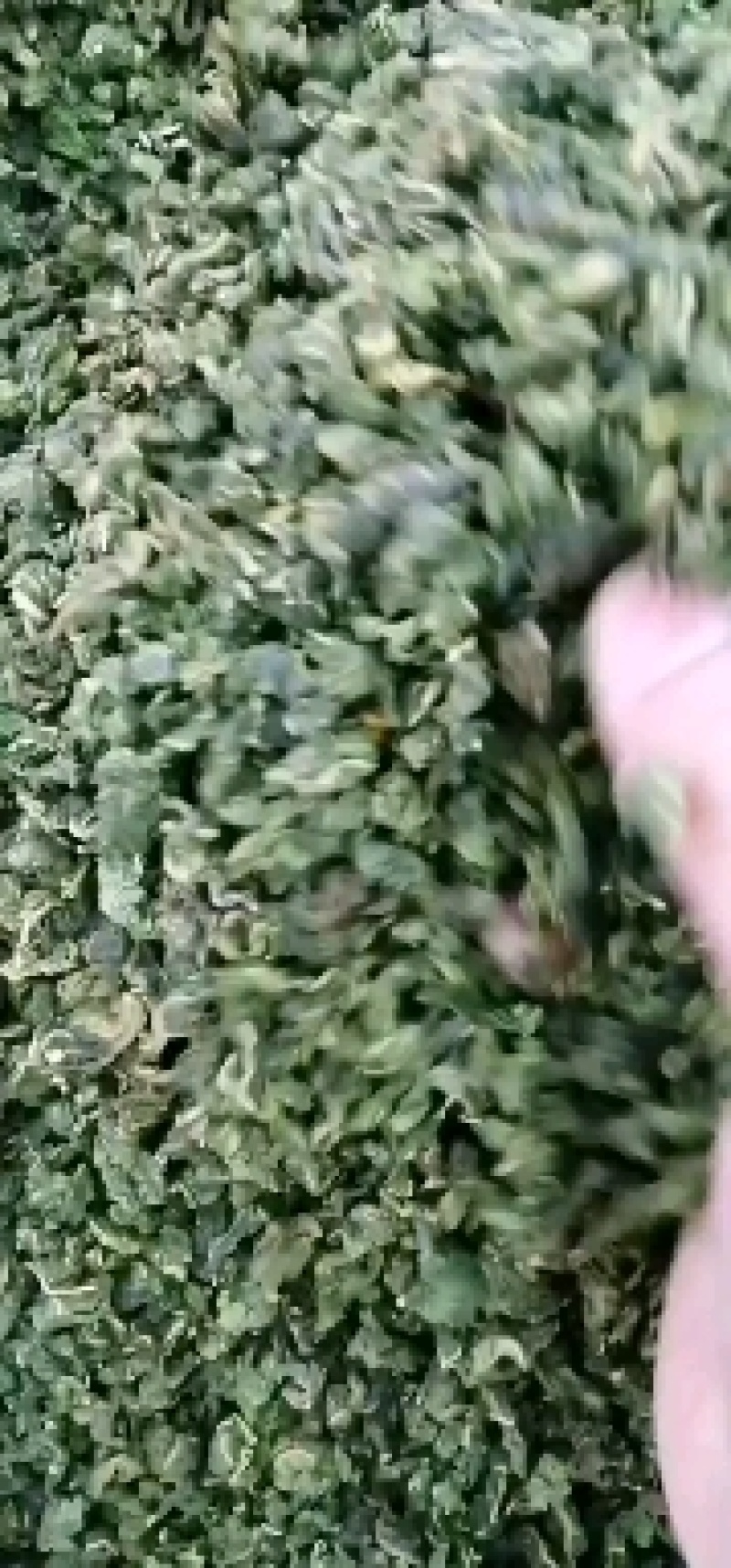 桑叶新货桑叶茶干净无杂质泡水批发