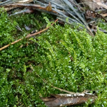 水苔藓。
