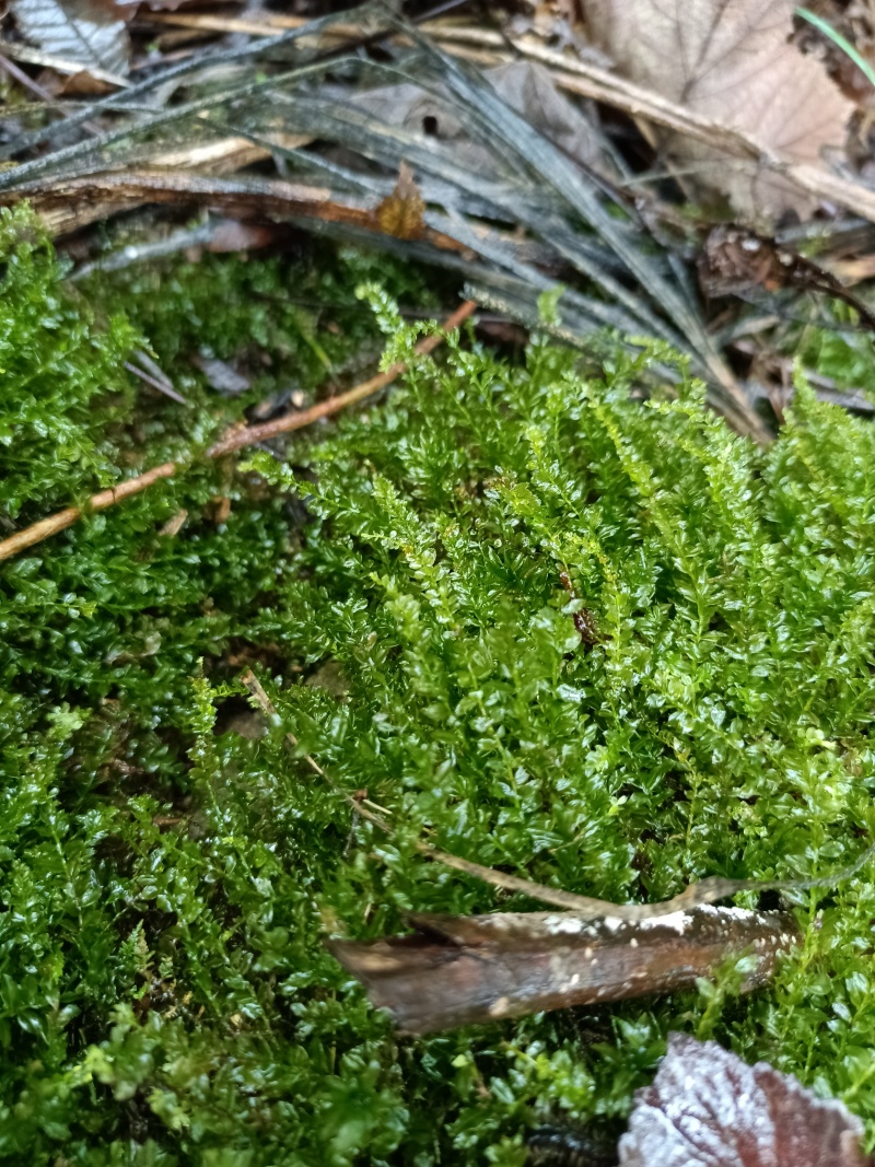 水苔藓。