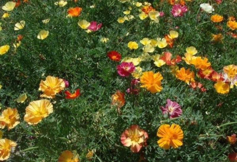 花菱草种子四季种多年生宿根耐寒耐贫瘠花草种子景观花海种子