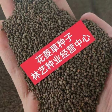 花菱草种子四季种多年生宿根耐寒耐贫瘠花草种子景观花海种子