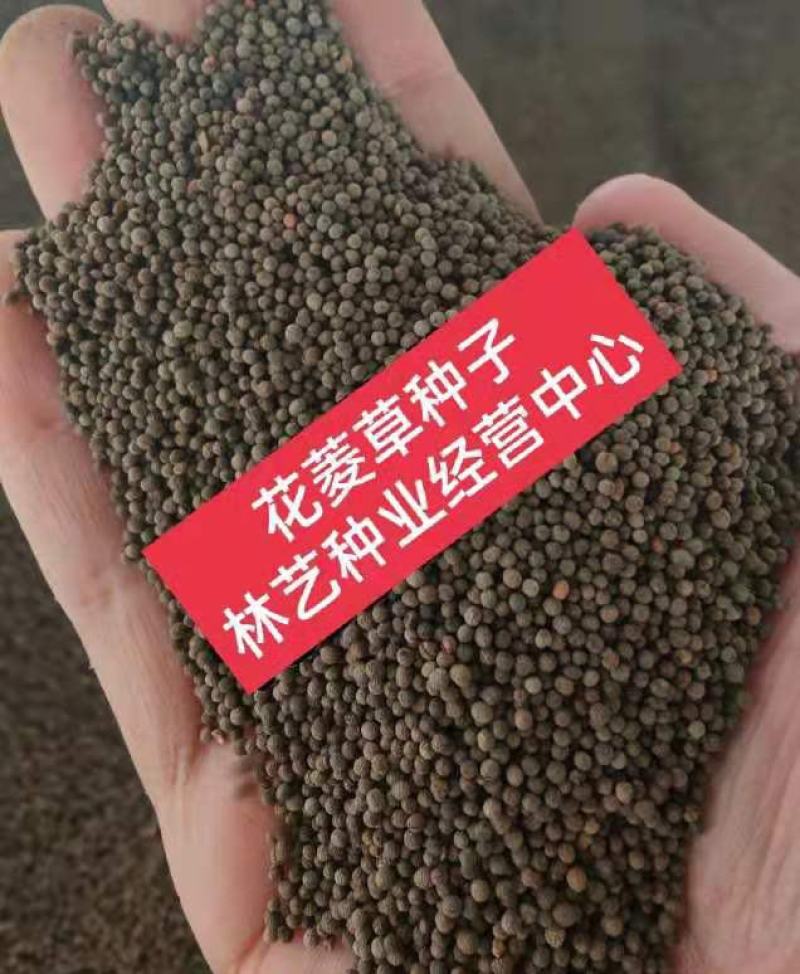 花菱草种子四季种多年生宿根耐寒耐贫瘠花草种子景观花海种子
