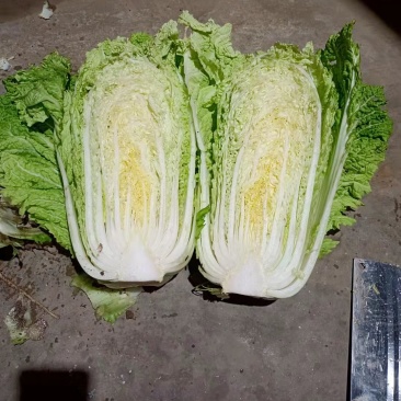 100亩大白菜大量上市