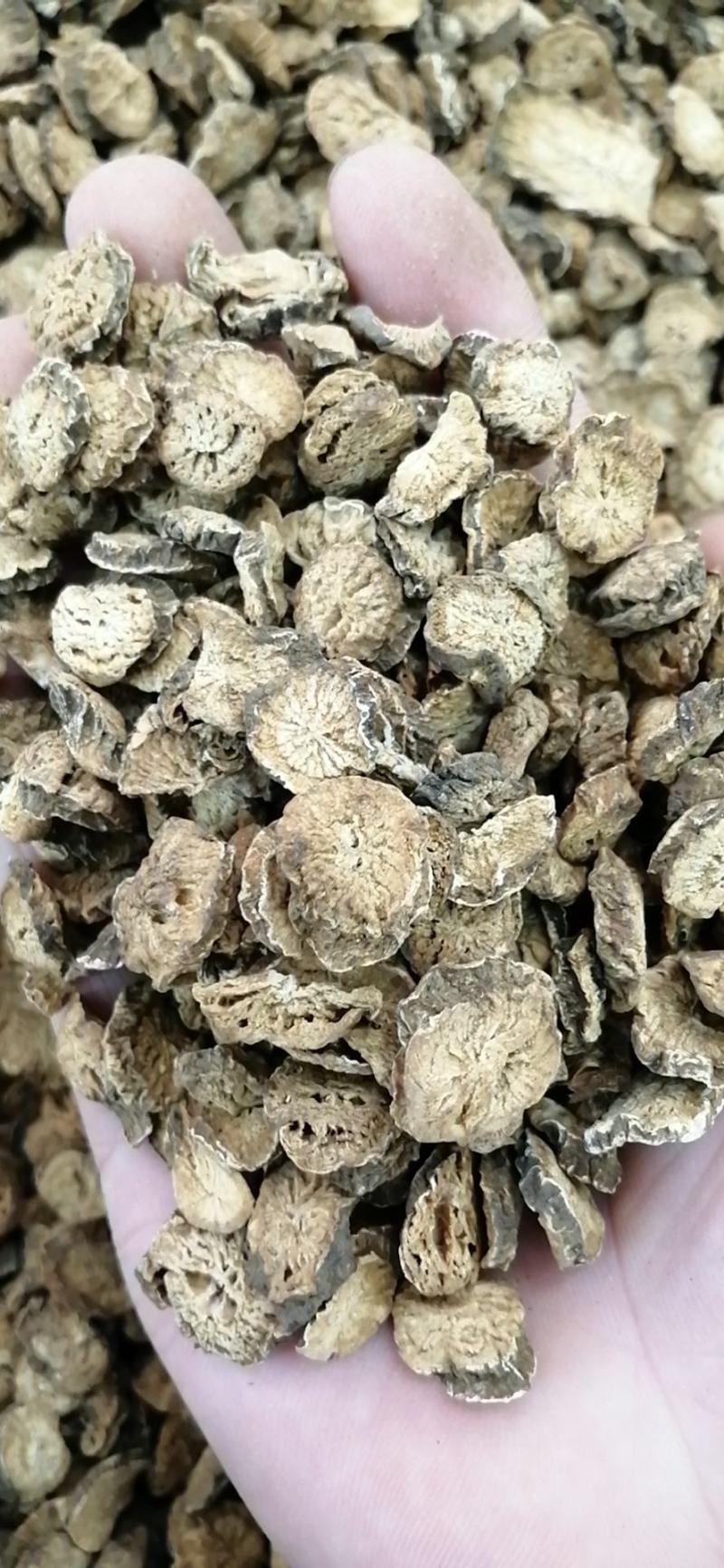 牛蒡茶精选优质牛蒡茶包邮无硫无添加精挑细选批发零售各种规