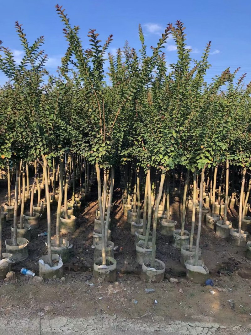 长期供应2-10公分小叶紫薇细叶紫薇