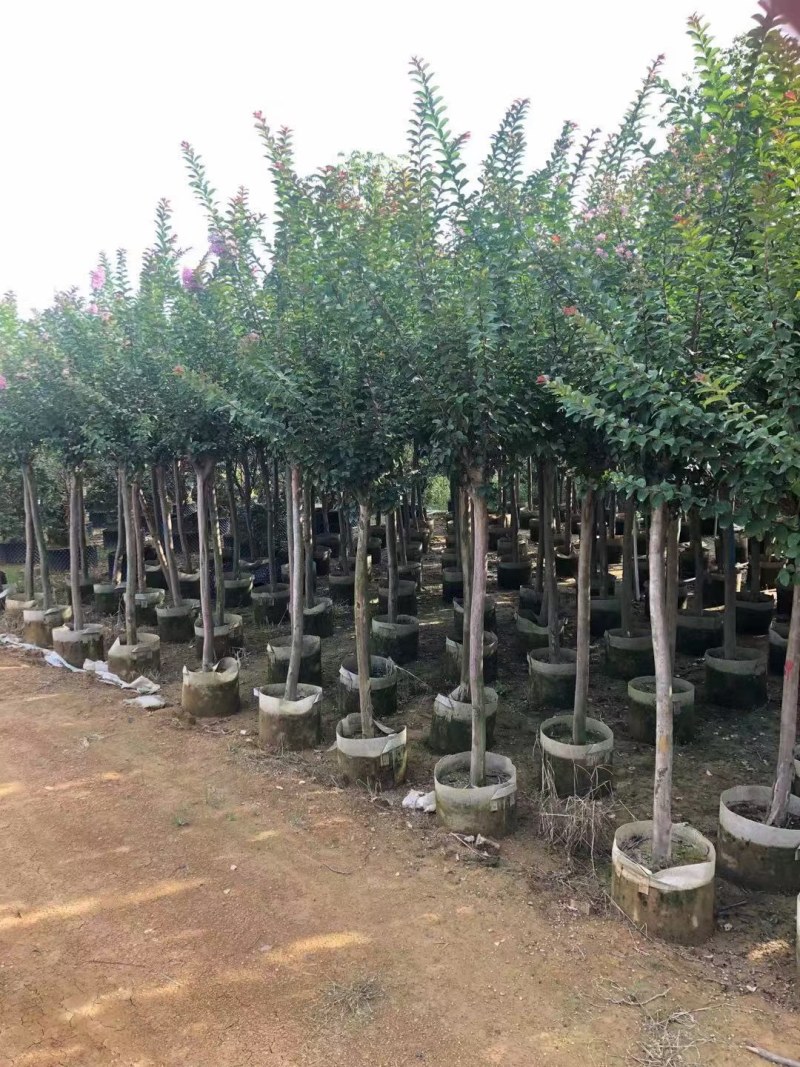 长期供应2-10公分小叶紫薇细叶紫薇