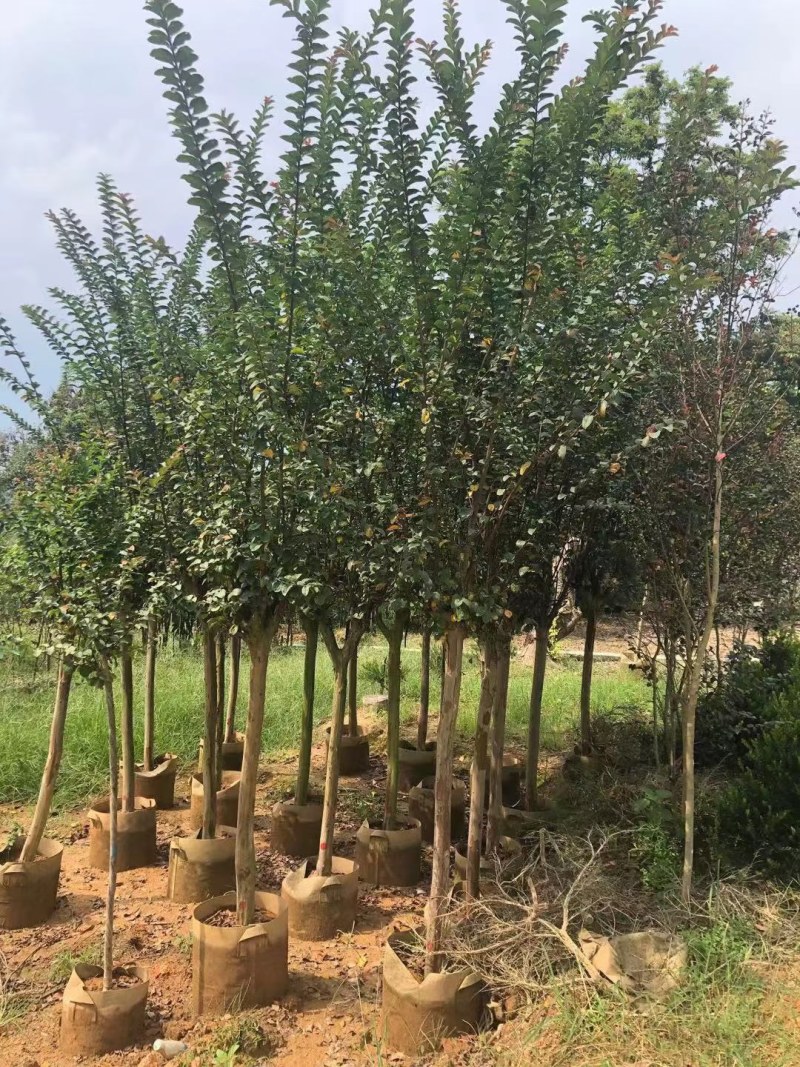 长期供应2-10公分小叶紫薇细叶紫薇