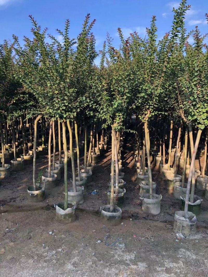 长期供应2-10公分小叶紫薇细叶紫薇
