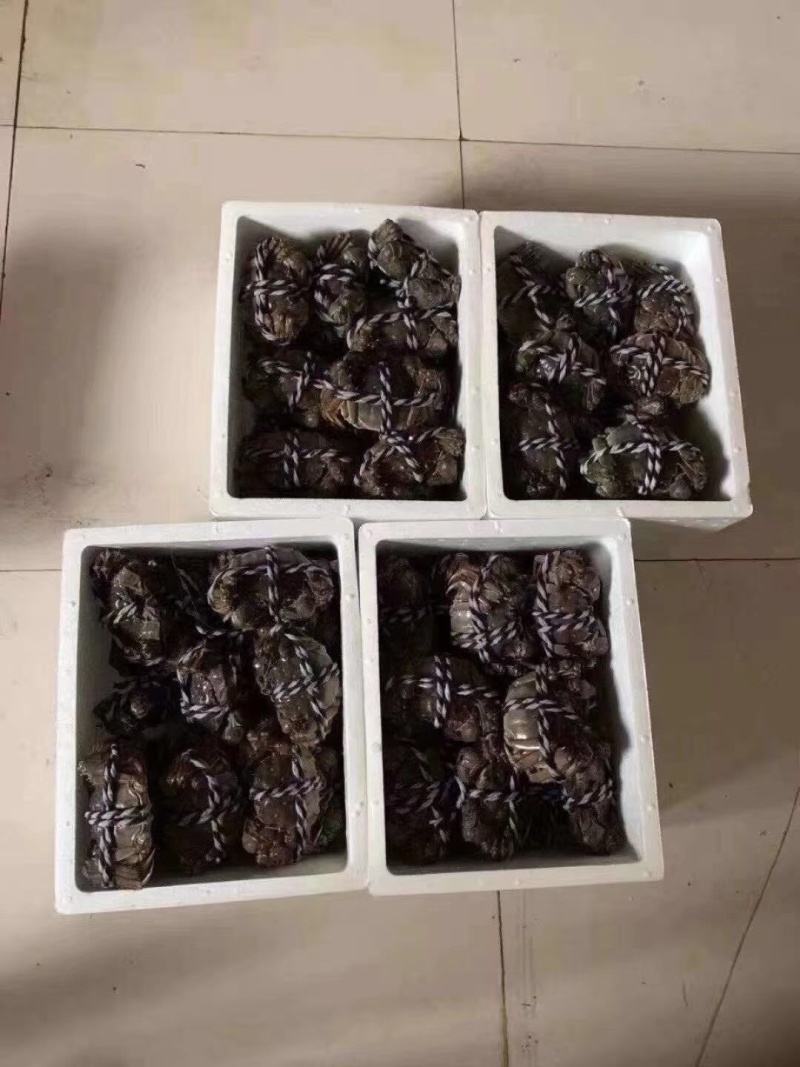 洪泽湖自己家的蟹塘养殖的大闸蟹，可批发，可零售，