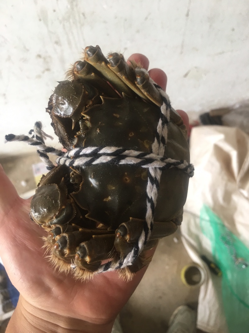 洪泽湖自己家的蟹塘养殖的大闸蟹，可批发，可零售，