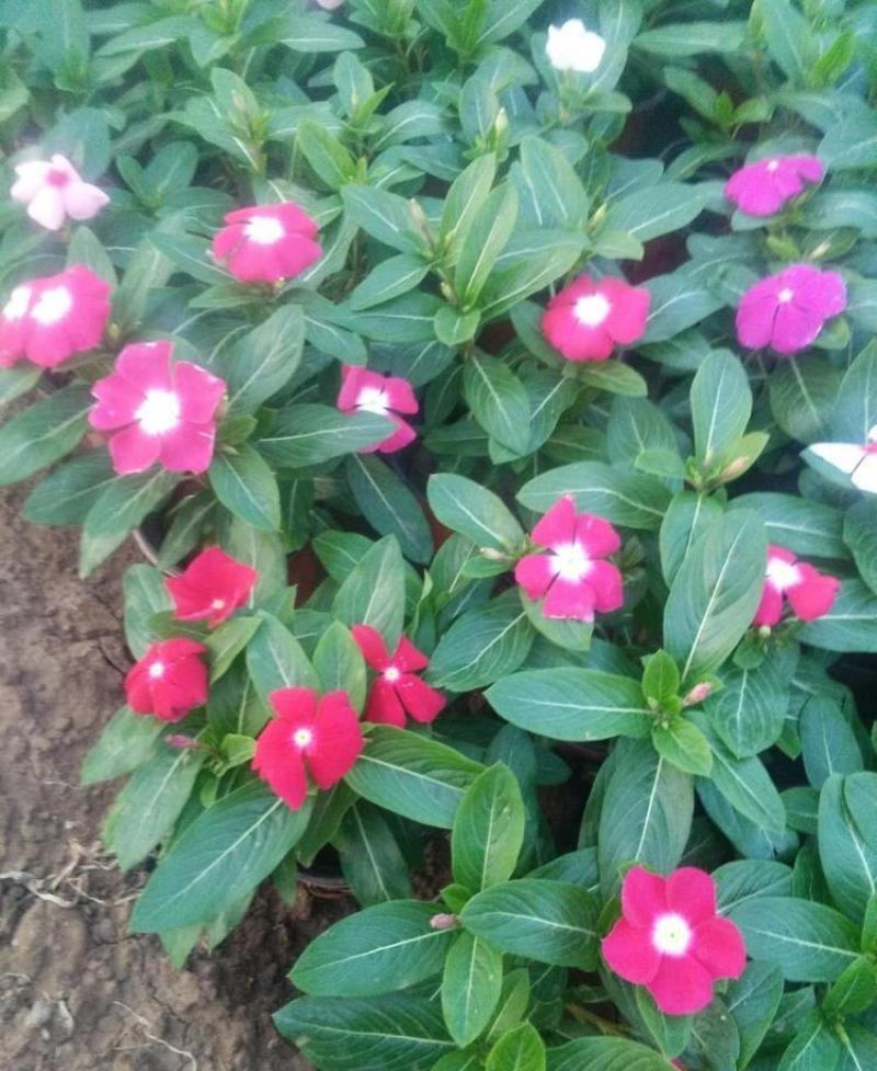 长春花种子日日春四季开花不断易种易活室内阳台盆栽庭院花种