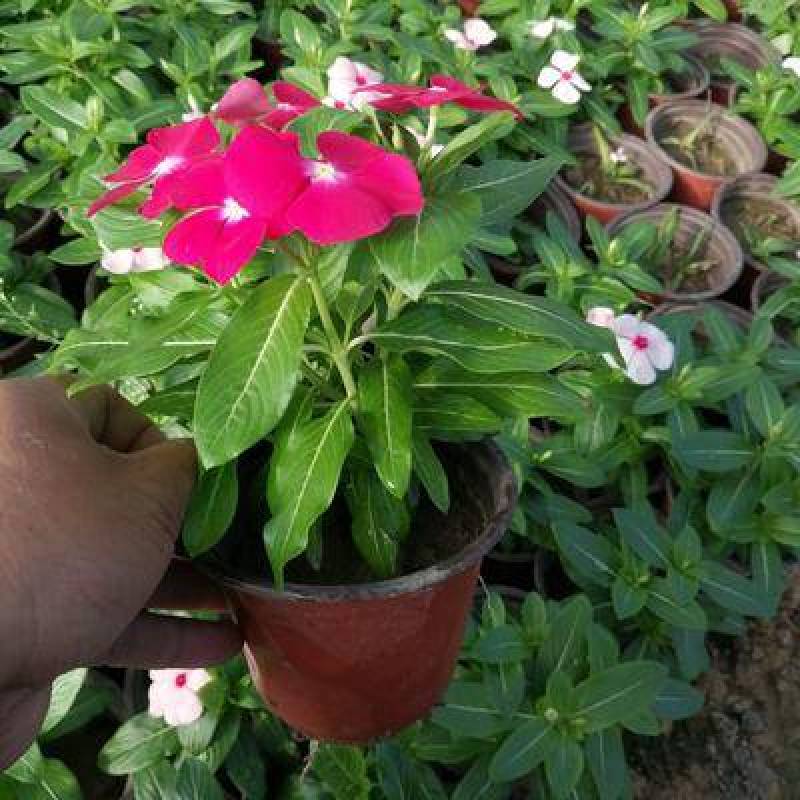 长春花种子日日春四季开花不断易种易活室内阳台盆栽庭院花种