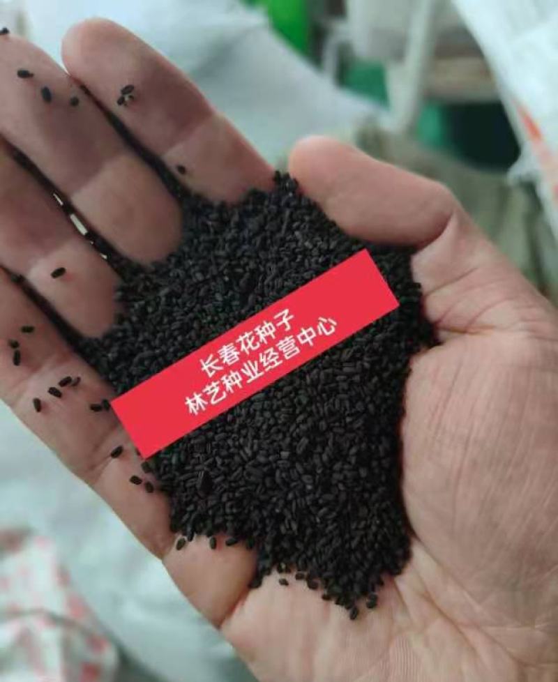 长春花种子日日春四季开花不断易种易活室内阳台盆栽庭院花种