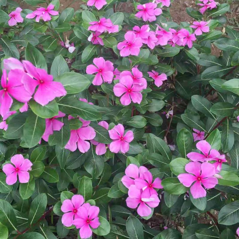 长春花种子日日春四季开花不断易种易活室内阳台盆栽庭院花种